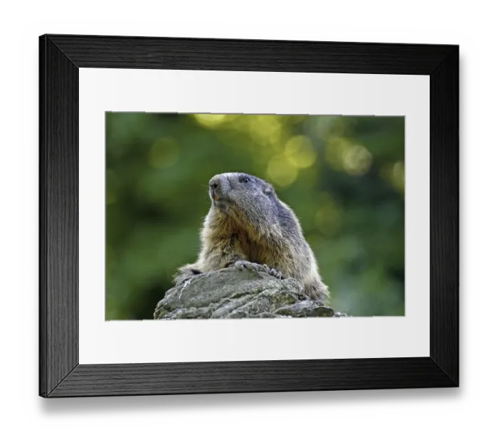 Framed Print : Groundhog, Marmota marmota