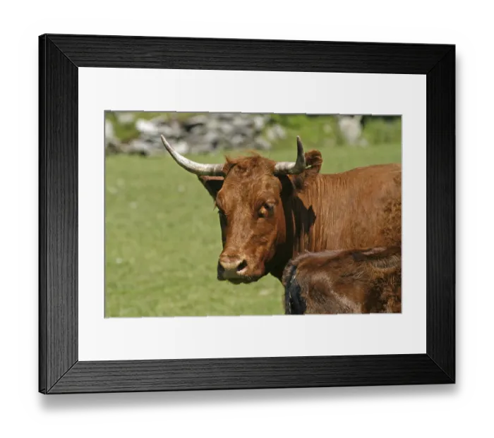 Framed Print : Beef, Cornwall, UK
