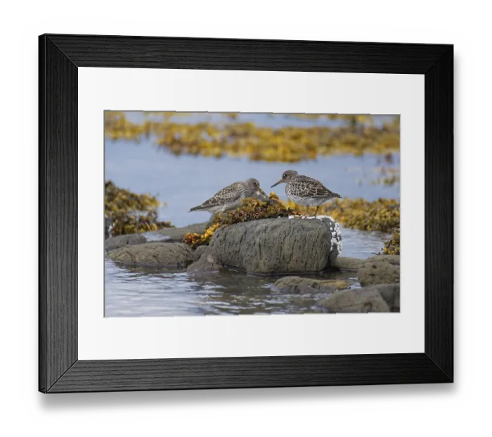 Framed Print : Common sandpiper (Calidris maritima) foraging on the coast