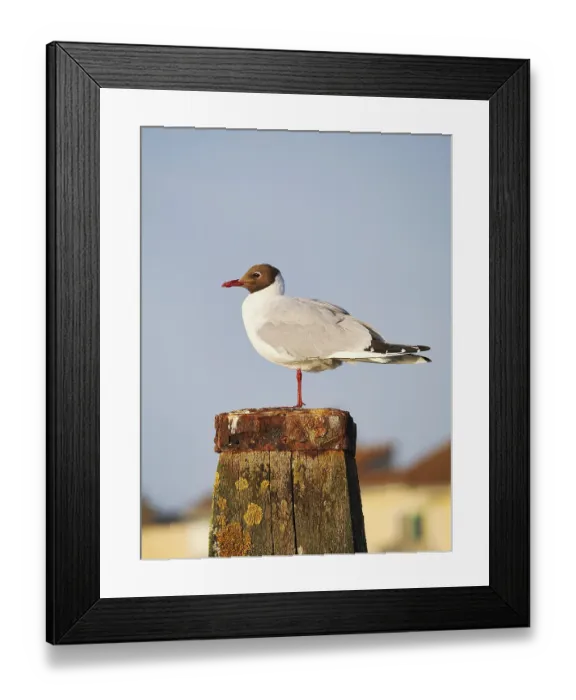 Framed Print : Black-headed gull (Chroicocephalus ridibundus)