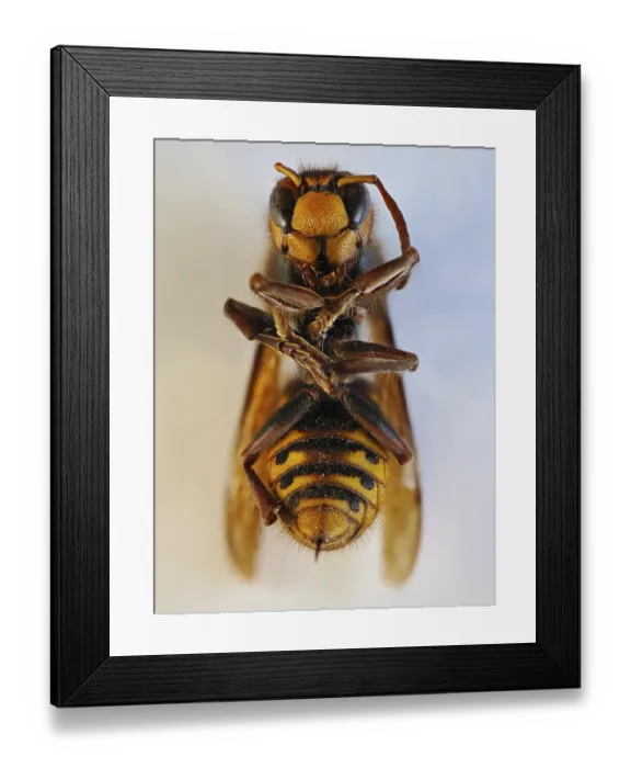 Framed Print : Dead European hornet (Vespa crabro)