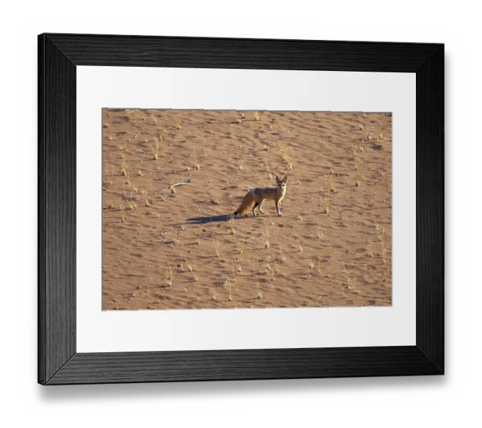 Framed Print : Cape fox (Vulpes chama) in the sand Framed Print : Cape fox (Vulpes chama) in the sand