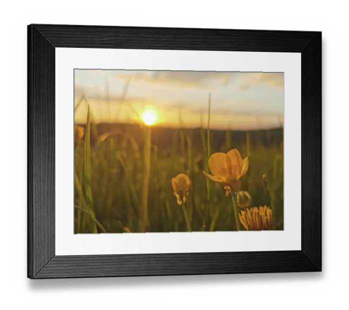 Framed Print : Yellow flowers in a meadow in the warm light of a sunset Framed Print : Yellow flowers in a meadow in the warm light of a sunset