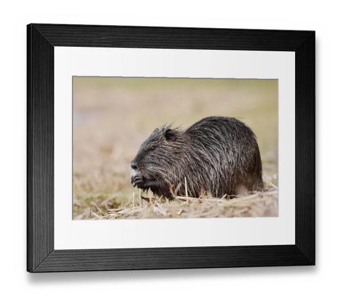 Framed Print : Nutria or swamp beaver (Myocastor coypus) sits feeding on the bank