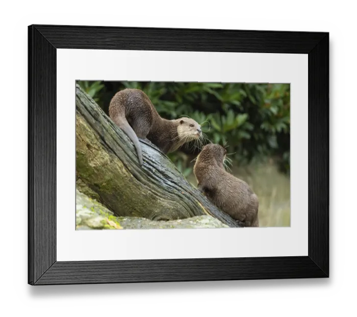 Framed Print : Asian small clawed otter Amblonyx cinerea