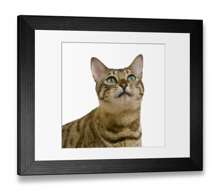 Framed Print : Young bengal cat or kitten looking upwards towards some food Framed Print : Young bengal cat or kitten looking upwards towards some food