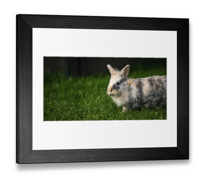 Framed Print : A multicolored rabbit with distinctive fur stands alert on fresh green grass outdoors