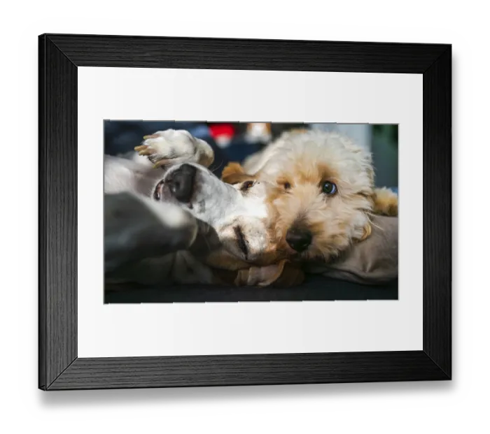 Framed Print : Maltipoo and beagle Two dogs cuddling closely Framed Print : Maltipoo and beagle Two dogs cuddling closely