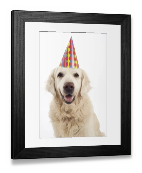 Framed Print : Golden retriever with a colorful party hat on a white background