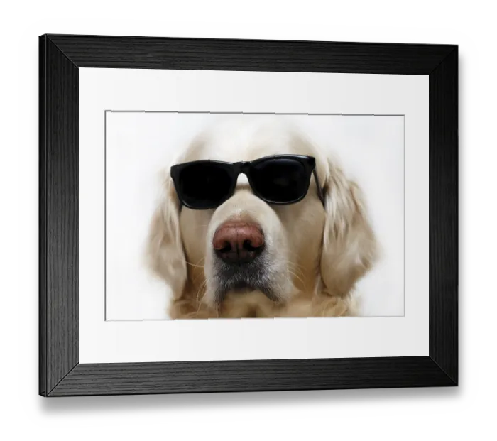 Framed Print : Funny Golden retriever dog wearing sunglasses