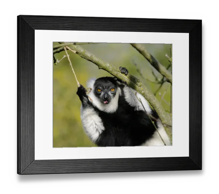 Framed Print : Black-and-white Ruffed Lemur (Varecia variegate) Framed Print : Black-and-white Ruffed Lemur (Varecia variegate)