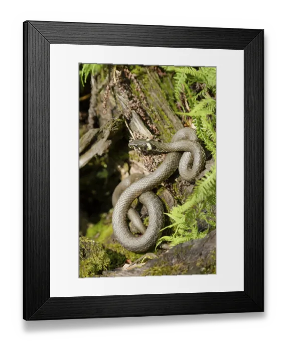 Framed Print : Grass snake (Natrix natrix), Bavarian Forest National Park Framed Print : Grass snake (Natrix natrix), Bavarian Forest National Park