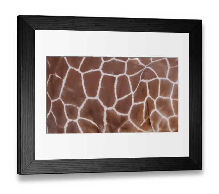 Framed Print : Mesh pattern of the fur of a giraffe (Giraffa spec) Framed Print : Mesh pattern of the fur of a giraffe (Giraffa spec)
