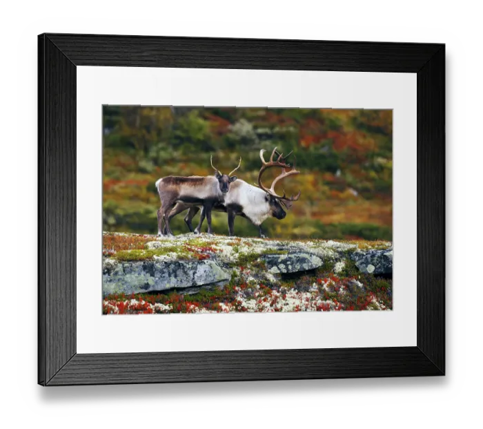 Framed Print : Forelhogna national park Framed Print : Forelhogna national park