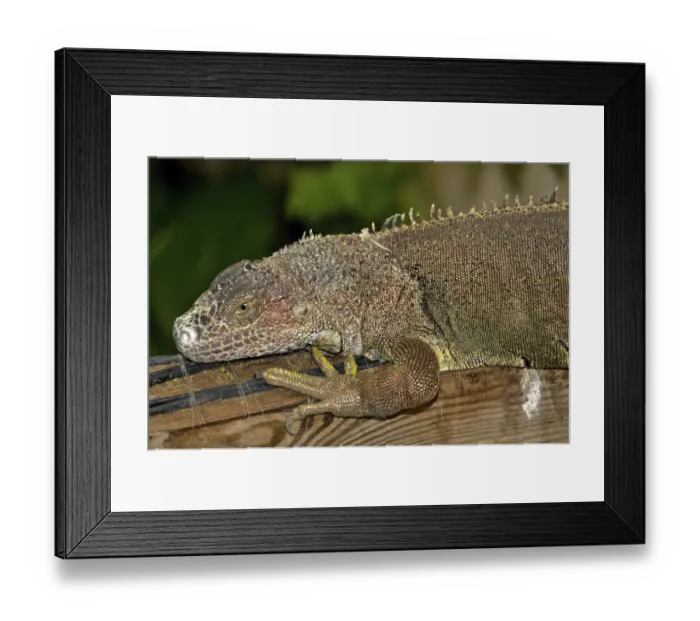 Framed Print : Cuban rock iguana resting on wooden surface with blurred background and out of focus vegetation Framed Print : Cuban rock iguana resting on wooden surface with blurred background and out of focus vegetation