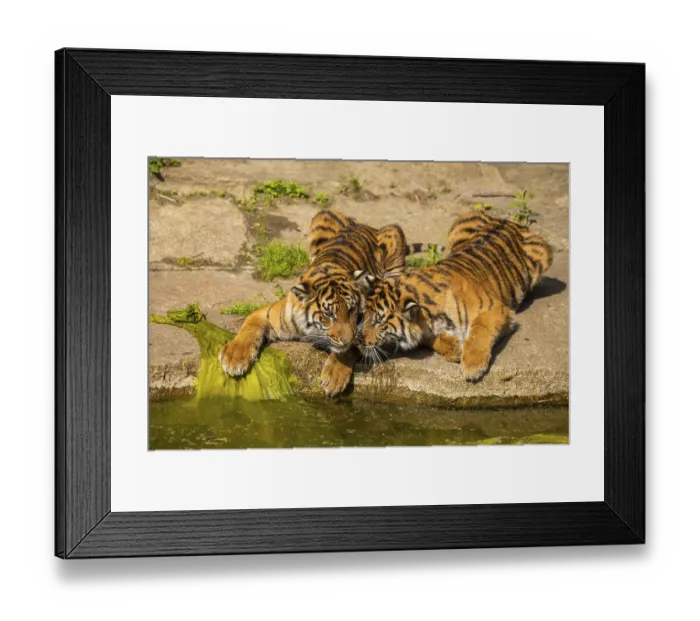 Framed Print : Two tiger cubs playing on the bank of a stream