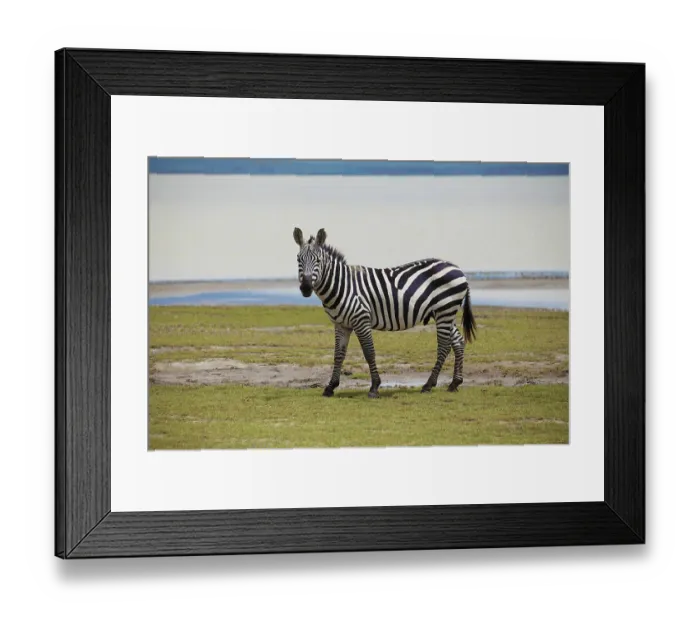 Framed Print : A zebra mother and baby