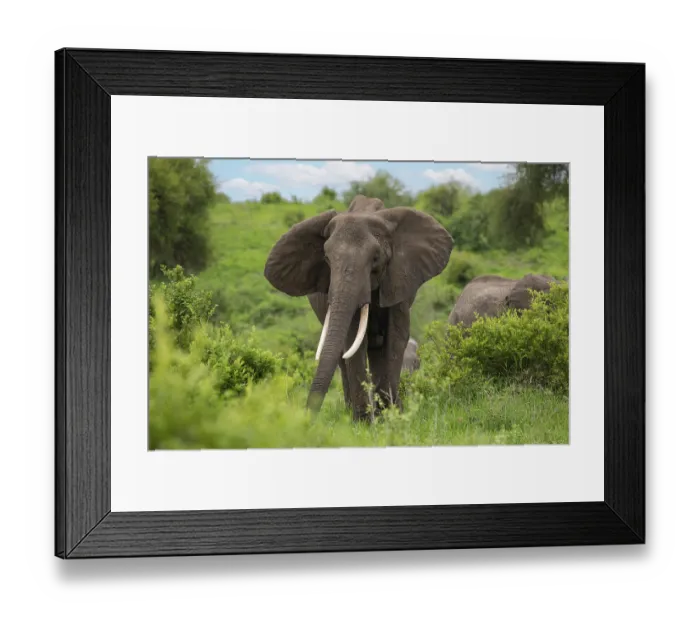 Framed Print : Herd of Elephants in Africa walking in Tarangire National Park in their natural environment Framed Print : Herd of Elephants in Africa walking in Tarangire National Park in their natural environment