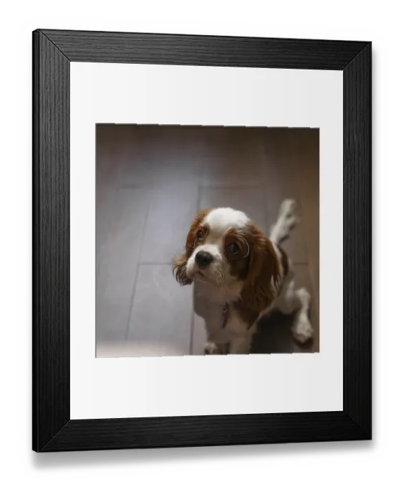 Framed Print : This is a charming puppy who has a curious and lively expression
