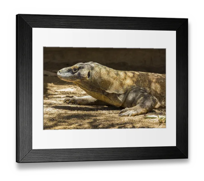 Framed Print : Komodo dragon or Varanus komodoensis Framed Print : Komodo dragon or Varanus komodoensis