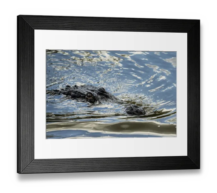 Framed Print : American alligator approaching across calm waters of Atchafalaya delta with eyes and snout visible in ripples