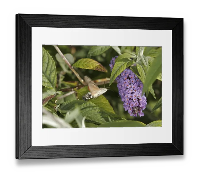 Framed Print : Macroglossum stellatarum, pigeon tail