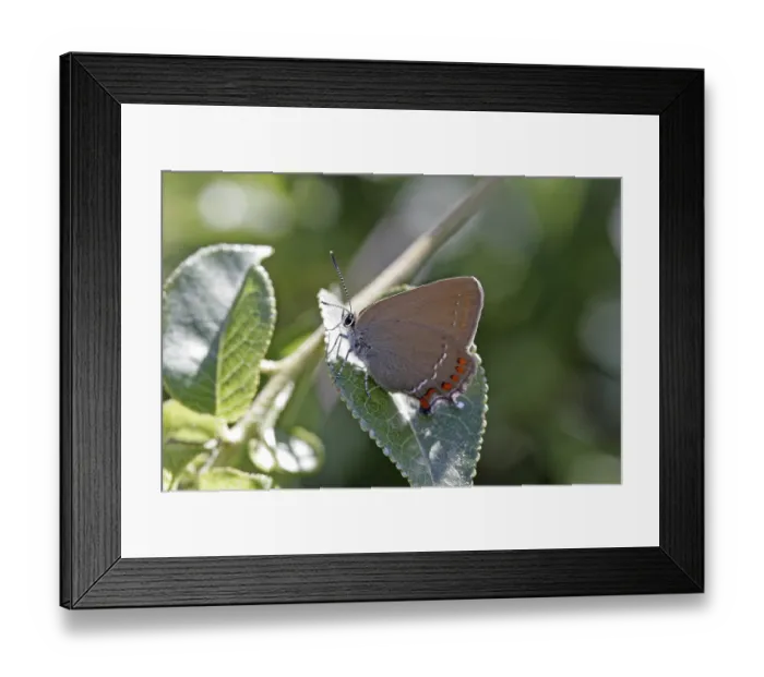 Framed Print : Satyrium esculi Framed Print : Satyrium esculi