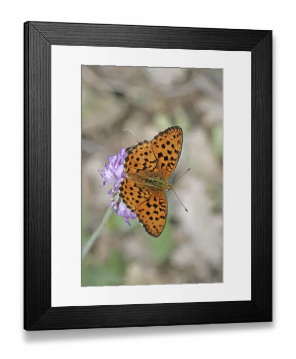 Framed Print : Brenthis Daphne, blackberry mother-of-pearl butterfly