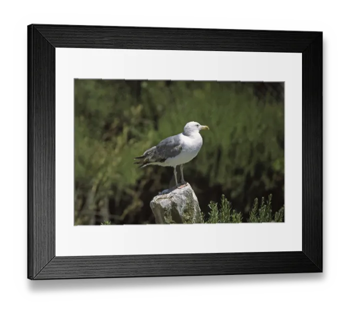 Framed Print : Herring gull, Larus argentatus, Herring gull