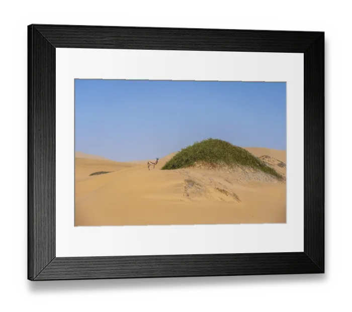 Framed Print : Springbok (Antidorcas marsupialis) on a sand dune