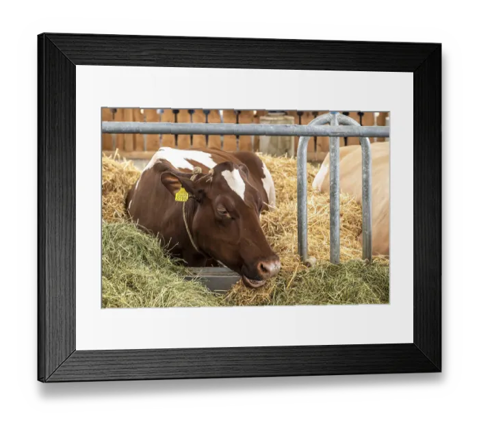 Framed Print : Swiss Fleckvieh dairy cow, Bern, Switzerland Framed Print : Swiss Fleckvieh dairy cow, Bern, Switzerland