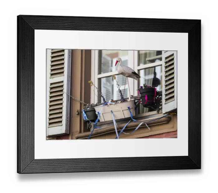 Framed Print : Figure of a white stork (Ciconia ciconia) at a window