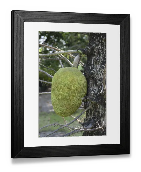 Framed Print : A large Jack Fruit at Wat Phai Lom on Ko Kret Island in Province Nonthaburi in Thailand