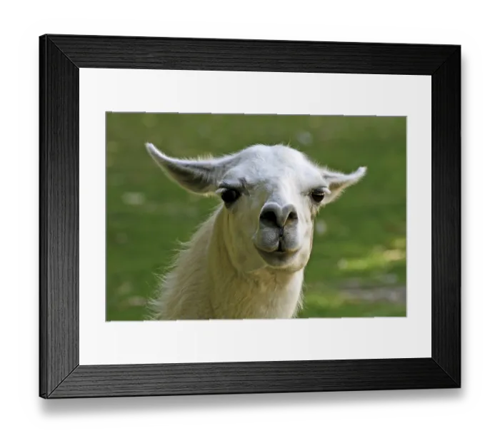 Framed Print : Llama, llama Framed Print : Llama, llama