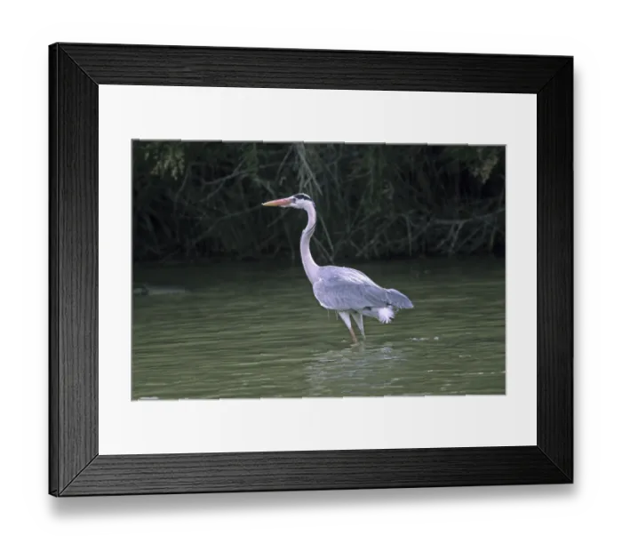 Framed Print : Grey Heron, Ardea cinerea, Heron