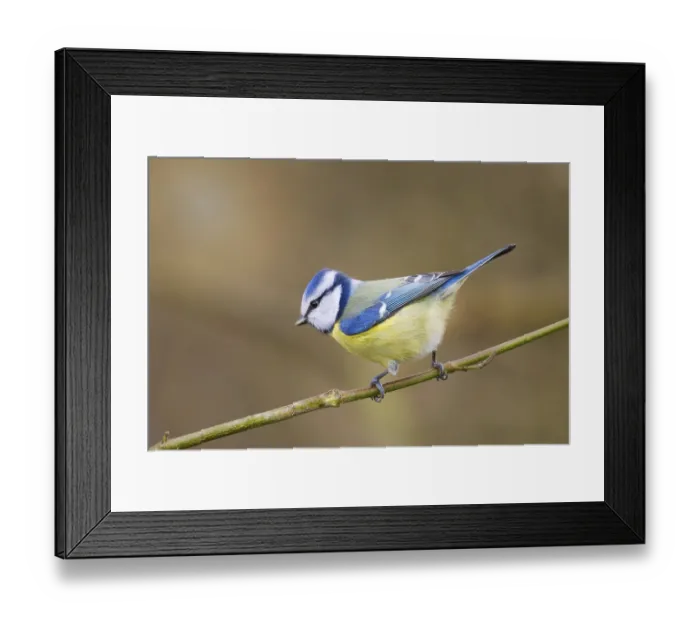Framed Print : A curious blue tit (Cyanistes caeruleus) sits on a branch in the soft sunlight
