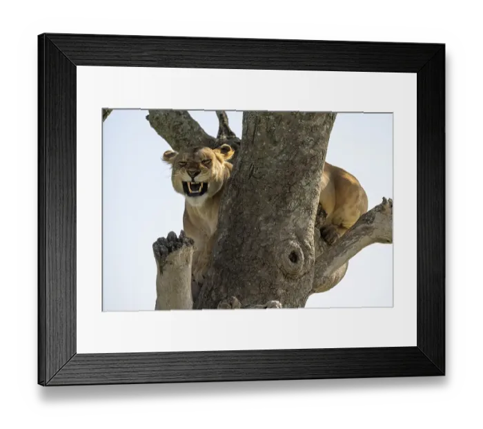 Framed Print : Lion (Panthera leo), female, on tree Framed Print : Lion (Panthera leo), female, on tree