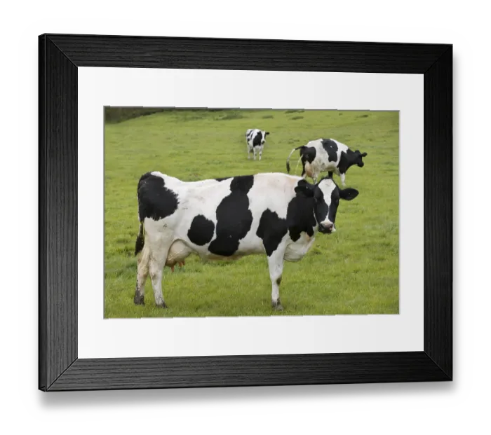 Framed Print : A cow pissing