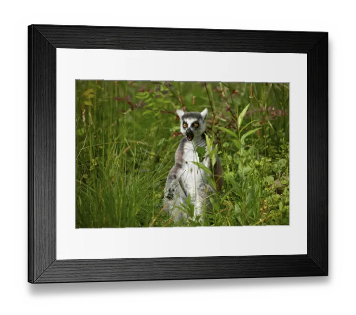 Framed Print : Ring-tailed lemur (Lemur catta) in zoo