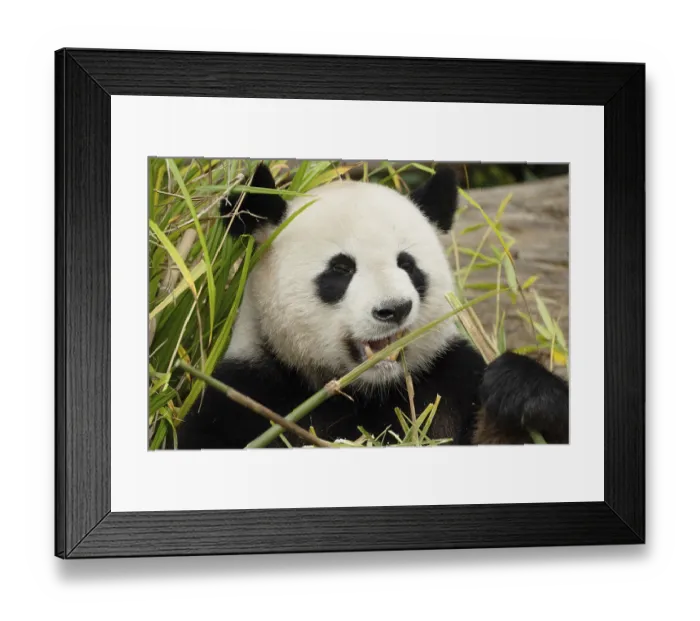Framed Print : Portrait in detail of a giant panda in selective focus Framed Print : Portrait in detail of a giant panda in selective focus