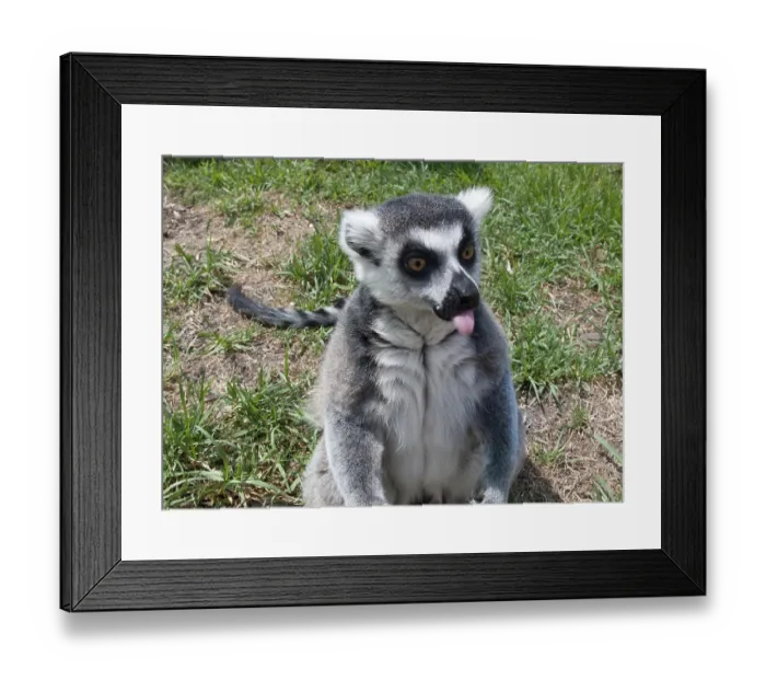 Framed Print : Ring tailed lemur facing the camera and sticking out its tongue Framed Print : Ring tailed lemur facing the camera and sticking out its tongue