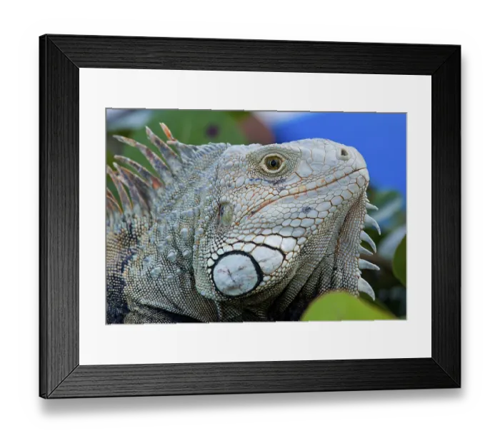 Framed Print : Close up image of the eye of an iguana with scaly neck and mouth