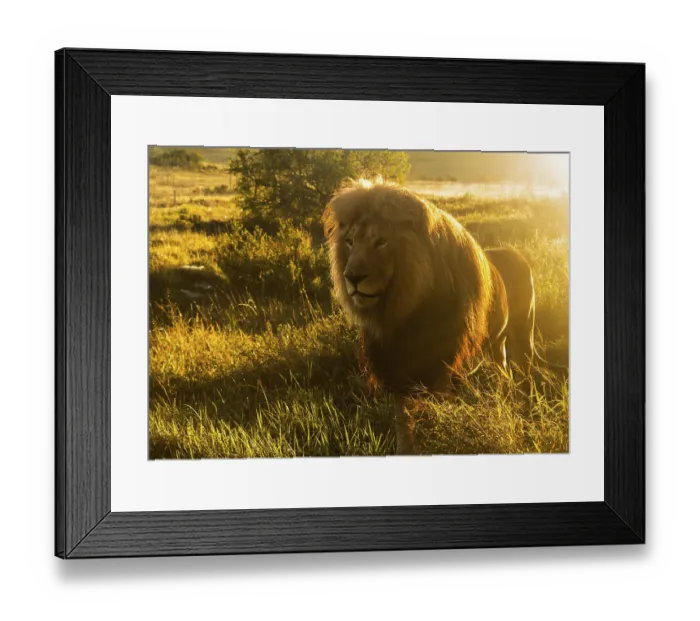 Framed Print : Close up of an old large male lion with the sun shining brightly on his mane in the wild savannah in South Africa Framed Print : Close up of an old large male lion with the sun shining brightly on his mane in the wild savannah in South Africa