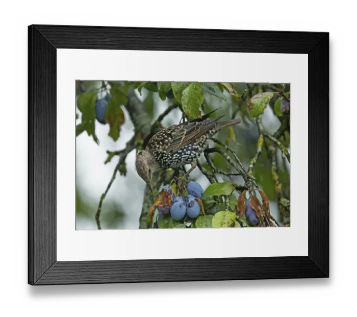 Framed Print : Star standing on branch with green leaves and blue fruits looking down on the left