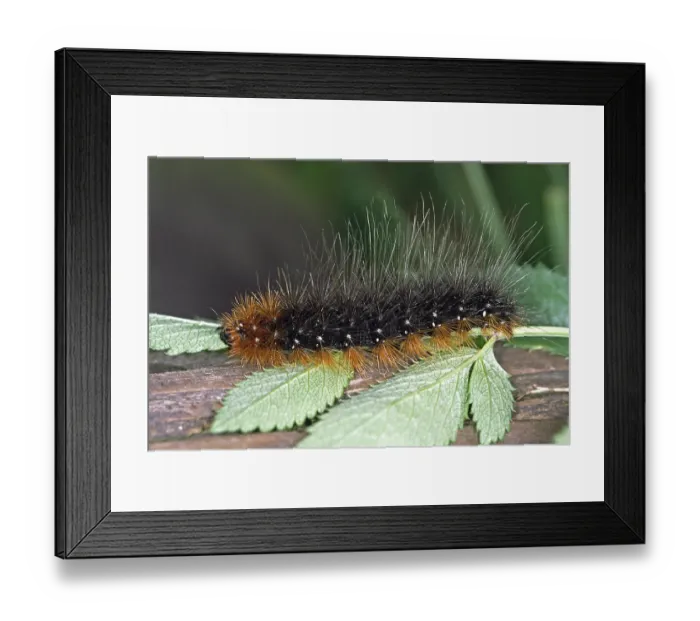 Framed Print : Arctia caja, Garden tiger moth, (caterpillar)