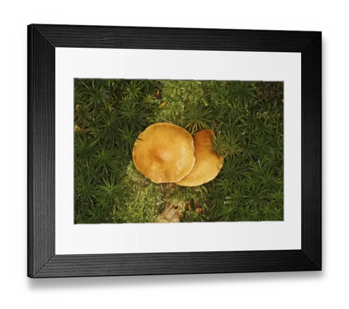 Framed Print : Forest mushrooms in moss Framed Print : Forest mushrooms in moss