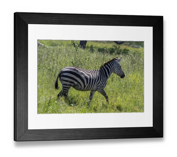 Framed Print : Steppe zebra (Equus quagga) or horse zebra Framed Print : Steppe zebra (Equus quagga) or horse zebra