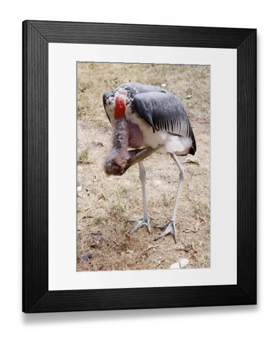 Framed Print : Marabou (Leptoptilos crumeniferus) in a zoo