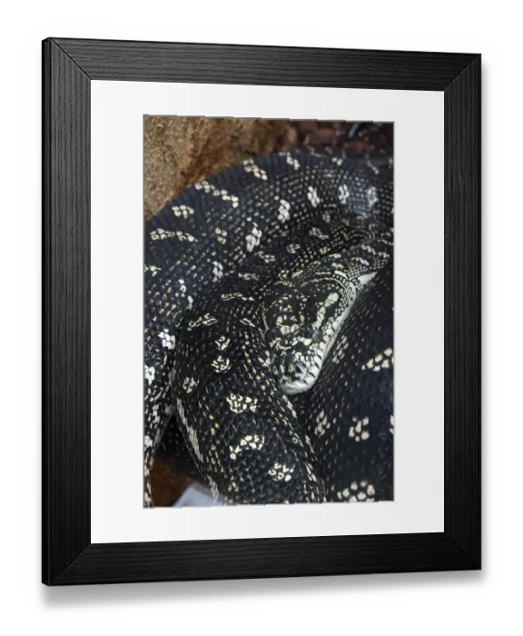 Framed Print : Diamond python (Morelia spilota spilota) Framed Print : Diamond python (Morelia spilota spilota)