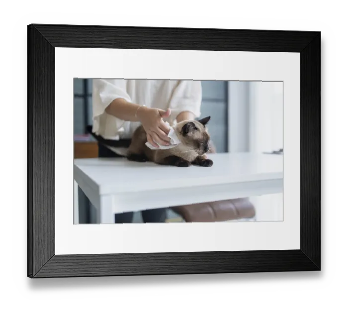 Framed Print : Vet surgeon. Siamese Cat on examination table of veterinarian clinic Framed Print : Vet surgeon. Siamese Cat on examination table of veterinarian clinic